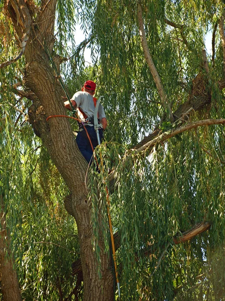 Arborista aparando uma árvore — Fotografia de Stock