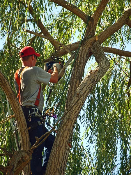 Arborista aparando uma árvore — Fotografia de Stock