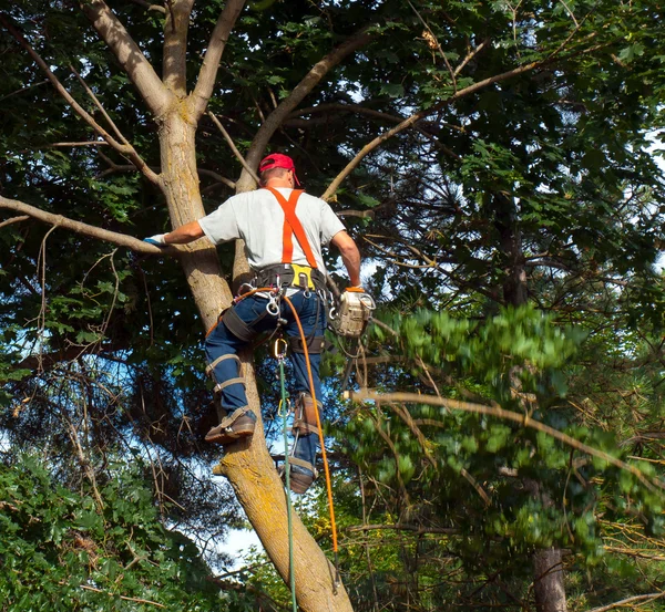Arborist trimma ner ett träd Stockbild