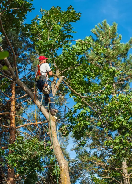 Arborist trimma ner ett träd Stockbild