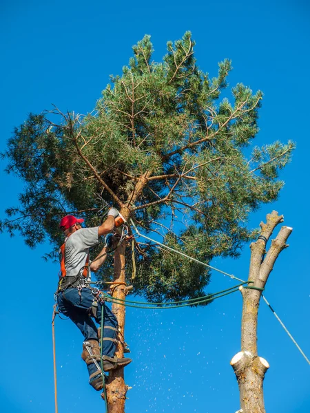 Arborist trimma ner ett träd Stockbild