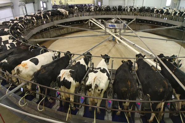 Vacas em um carrossel de ordenha — Fotografia de Stock