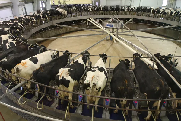 Vaches sur un carrousel de traite Photo De Stock