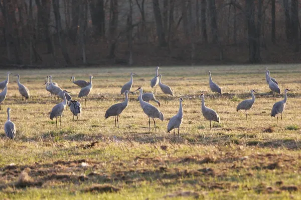 Крани Sandhill Ліцензійні Стокові Зображення