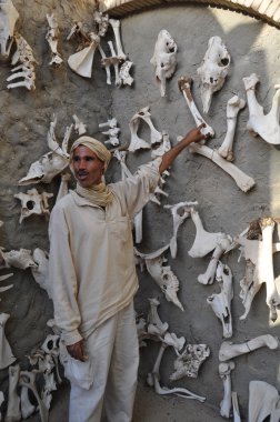 Berber in the Sahara at the zoo shows the animal bones. Tunis. clipart