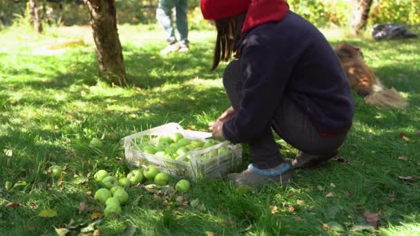 Mujer joven poniendo cuidadosamente manzanas verdes en la caja. Cosechar manzanas en otoño. — Vídeos de Stock