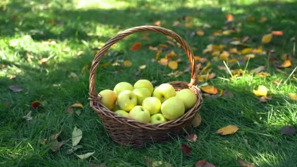 Χέρια μαζεύοντας κίτρινα φρέσκα μήλα από το γρασίδι στο καλάθι την εποχή του φθινοπώρου — Αρχείο Βίντεο
