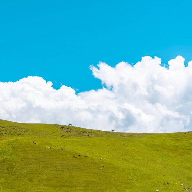 Yeşil tepe ve beyaz kabarık bulutlar. İnekler tepede otluyor.