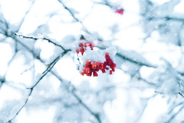 Rote Beeren mit Schnee bedeckt hängen am Ast. — Stockfoto