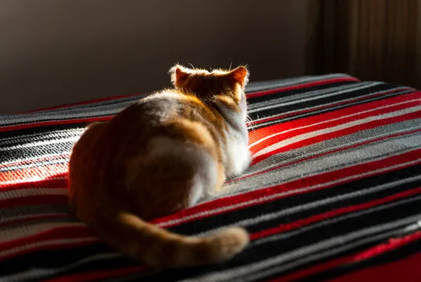 Vista posterior del gato rojo y blanco acostado en la cama. — Foto de Stock