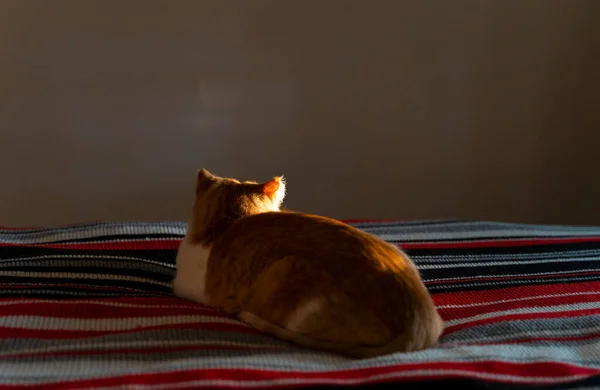 Visão traseira do gato vermelho e branco deitado na cama. — Fotografia de Stock