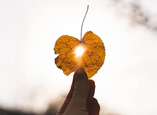 Folha seca amarela na mão com o sol brilhando através dele — Fotografia de Stock
