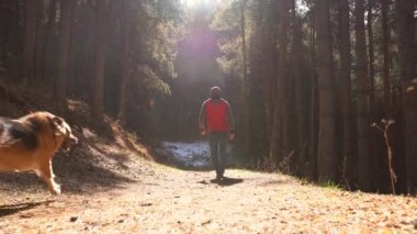 Ormanda güneş ışığıyla aydınlatılmış köpeğiyle yürüyen bir adam.