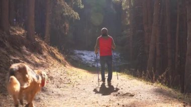 Ormanda güneş ışığıyla aydınlatılmış köpeğiyle yürüyen bir adam.