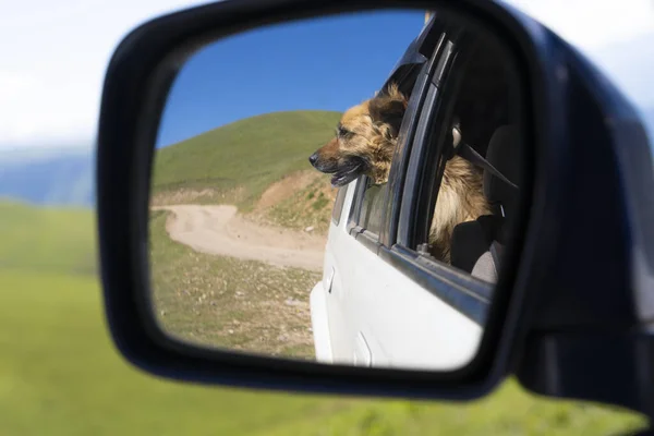 Kutya a visszapillantóban. Utazás autóval kutyával. — Stock Fotó