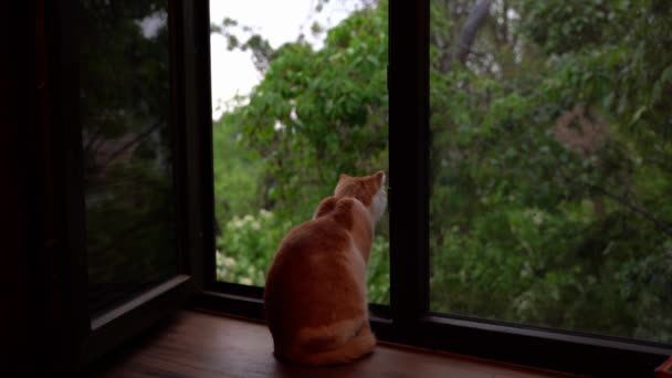 Η γάτα πήδηξε από το περβάζι του παραθύρου, τρομαγμένη από τον κεραυνό. Βροχερός και θυελλώδης καιρός έξω από το παράθυρο — Αρχείο Βίντεο