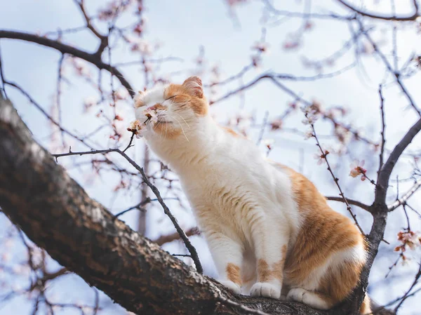 Cute orange and white cat sniffing flowers sitting on a blooming apricot tree — Stock Photo, Image