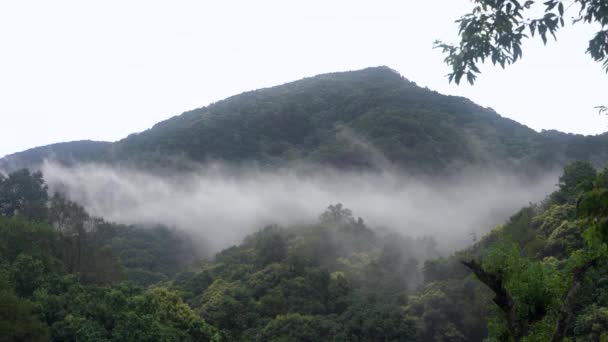 Nuvole Basse Nebbia Che Muovono Attraverso Foresta Pluviale Montagne — Video Stock