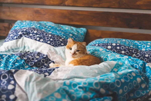 Симпатичная Оранжево Белая Кошка Сидящая Кровати — стоковое фото