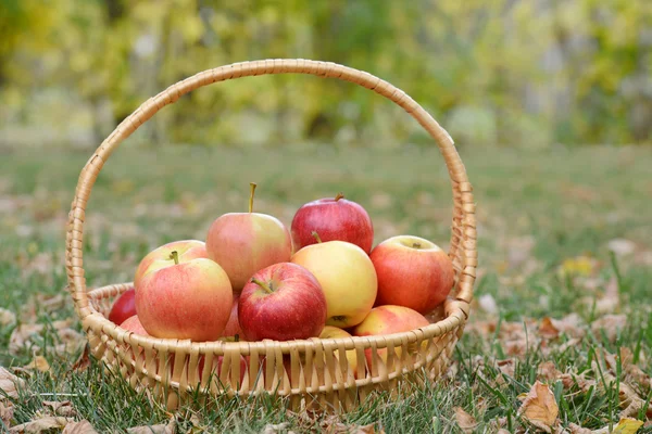 Manzanas en una canasta —  Fotos de Stock