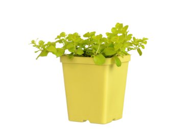 Sarı pot altın creeping jenny