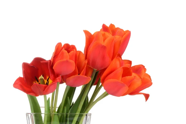 Macro Red tulips — Stock Photo, Image
