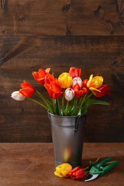 Tulips in metal bucket with clippers — Stock Photo, Image