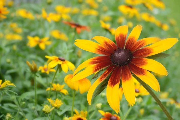 Makro czarnych oczach susan stokrotka kwiat — Zdjęcie stockowe