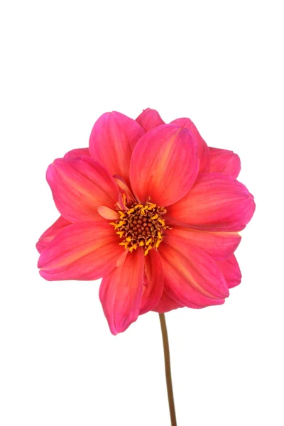 Geïsoleerde roze en geel dahlia bloem — Stockfoto