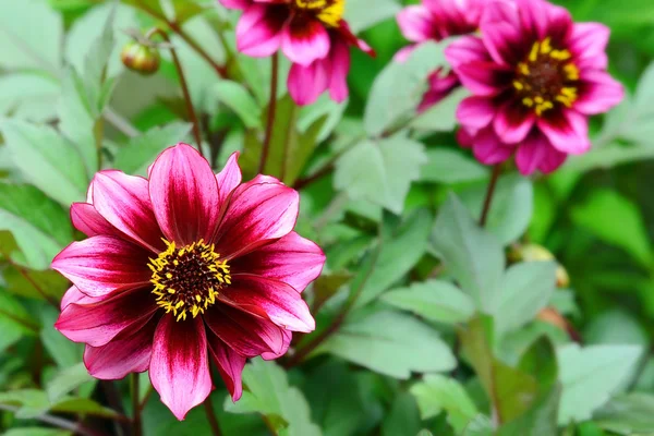 Fiore di dalia viola e giallo — Foto Stock