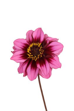 izole pembe ve mor dahlia çiçeği