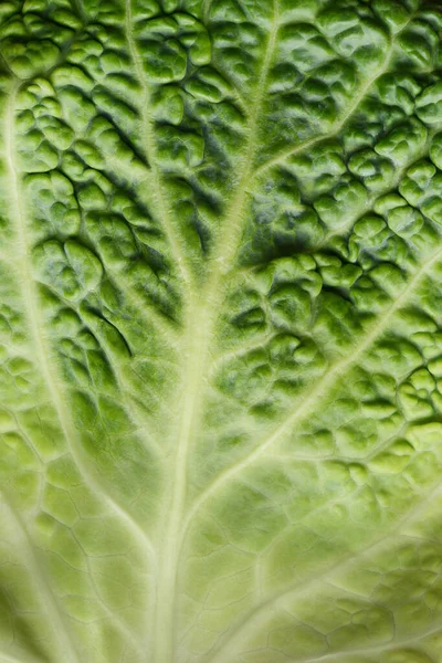 Macro Savoy Cabbage Leaf Background — Stock Photo, Image