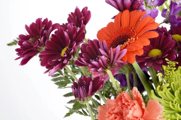 特写紫色雏菊和菊花 — 图库照片