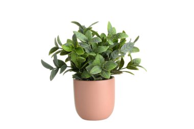 İzole edilmiş tropikal eğreltiotu bitkisi.