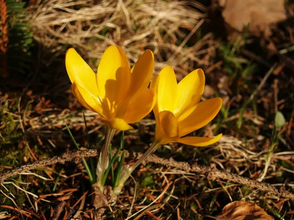 Sarı bahar crocus