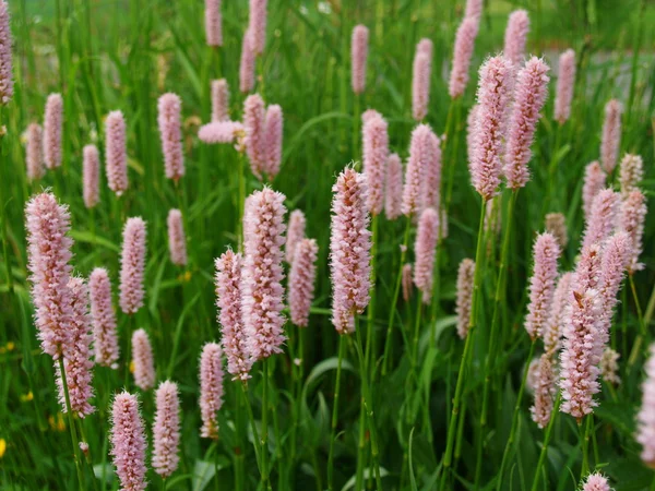 Pink flowers background, Bistorta — Stock Photo, Image