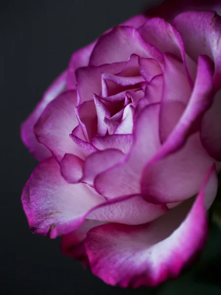 romantik Menekşe gül