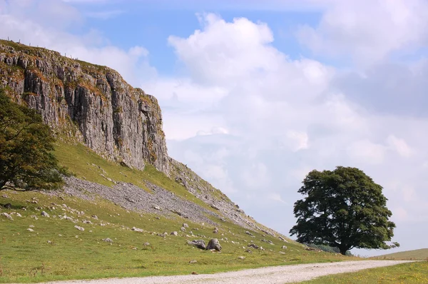 Cliff and tree — Stock Photo, Image