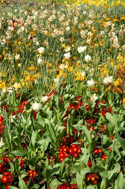 Kırmızı Sarı beyaz flowerbed