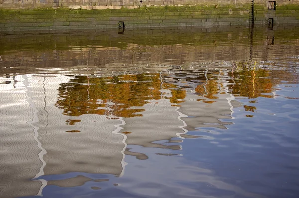 Armadillo reflection — Stock Photo, Image