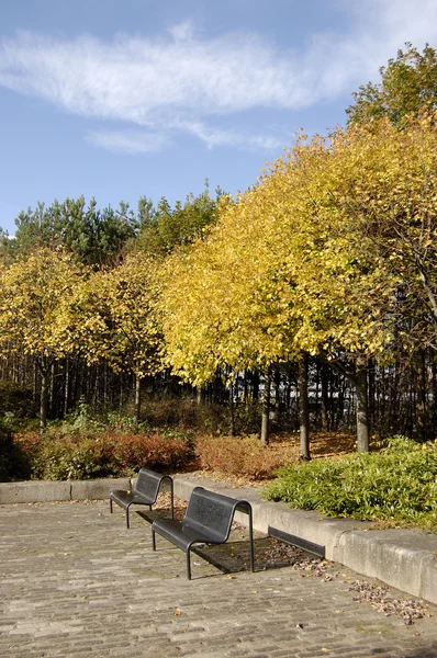 Herfst banken en bomen Rechtenvrije Stockafbeeldingen