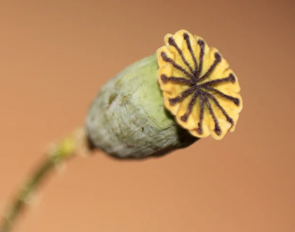 Cabeça de papoila — Fotografia de Stock