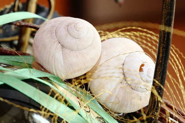 Two conchs — Stock Photo, Image