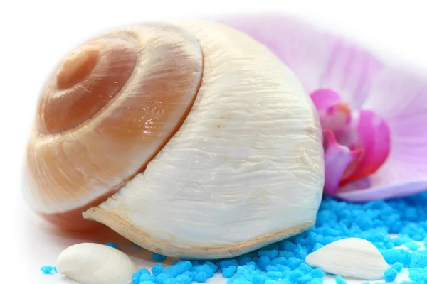 White conch — Stock Photo, Image