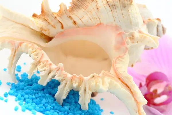 Brown seashell — Stock Photo, Image