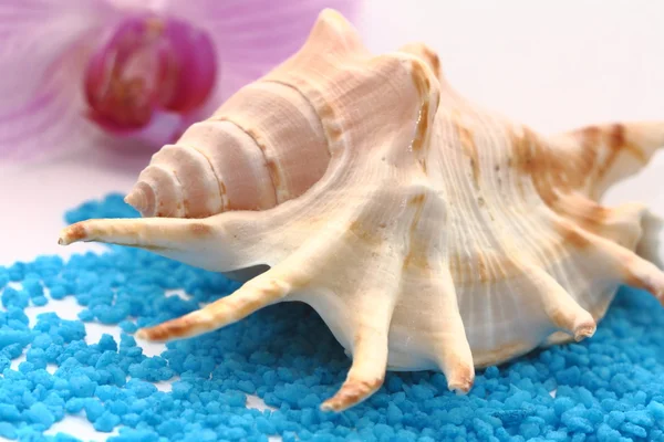 Brown seashell — Stock Photo, Image