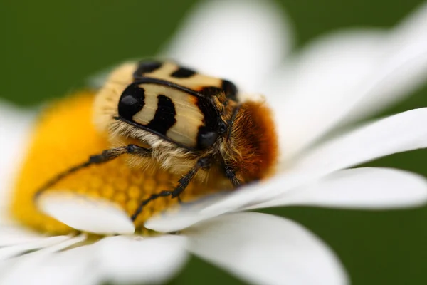 Trichius rosaceus — Fotografia de Stock