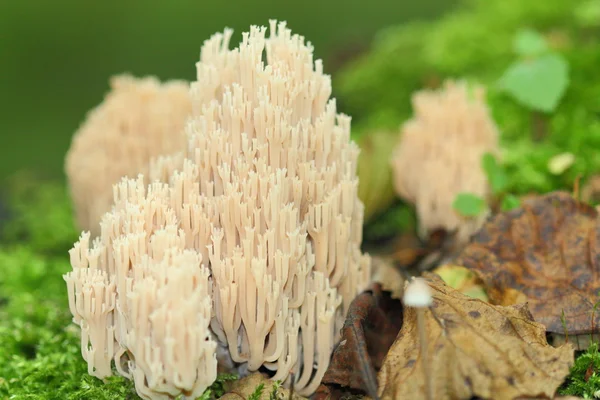 Ramaria stricta — Stock Photo, Image