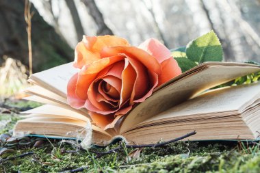 kitap ve gül