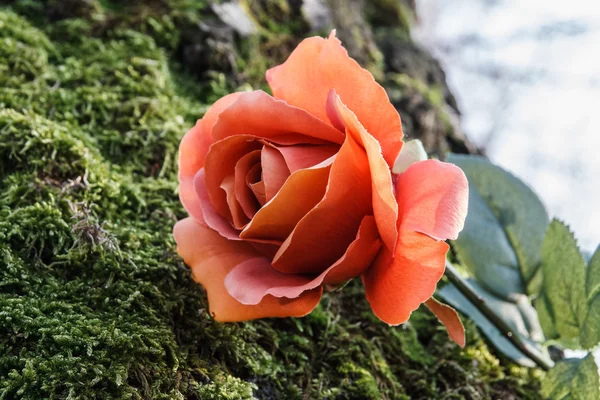 Rose dans la forêt — Photo